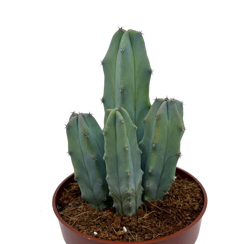 Myrtillocactus-geometrizans Cactus Y Suculentas M8,5 cm Ø