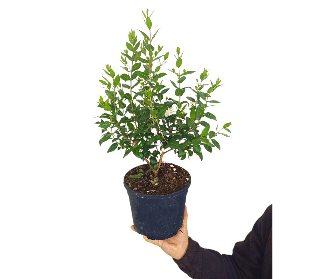 Myrtus Communis M19 50cm (mirto)