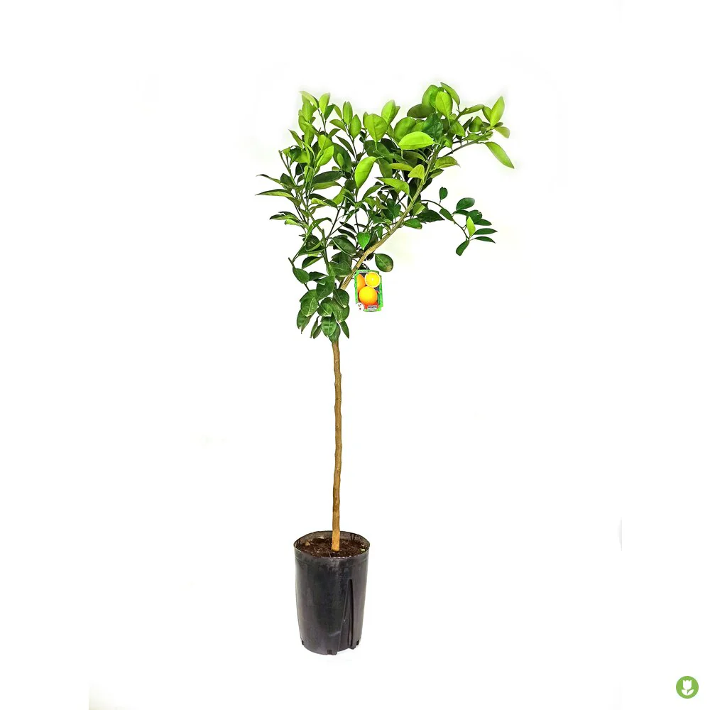 Naranjo Navelate M20 90-120cm