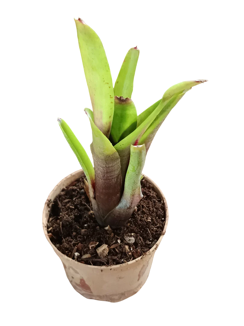 Neoregelia Amandae Planta Bromelia Para Terrarios E Inteior