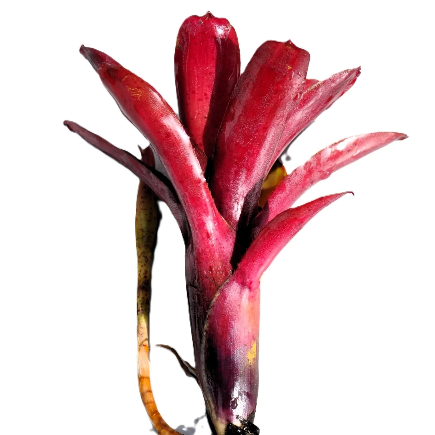 Neoregelia 'amazon', Bromelia Ornamental, Curiosarium, Altura 10 Cm, Diámetro 10 Cm, Sin Sustrato - Image 3