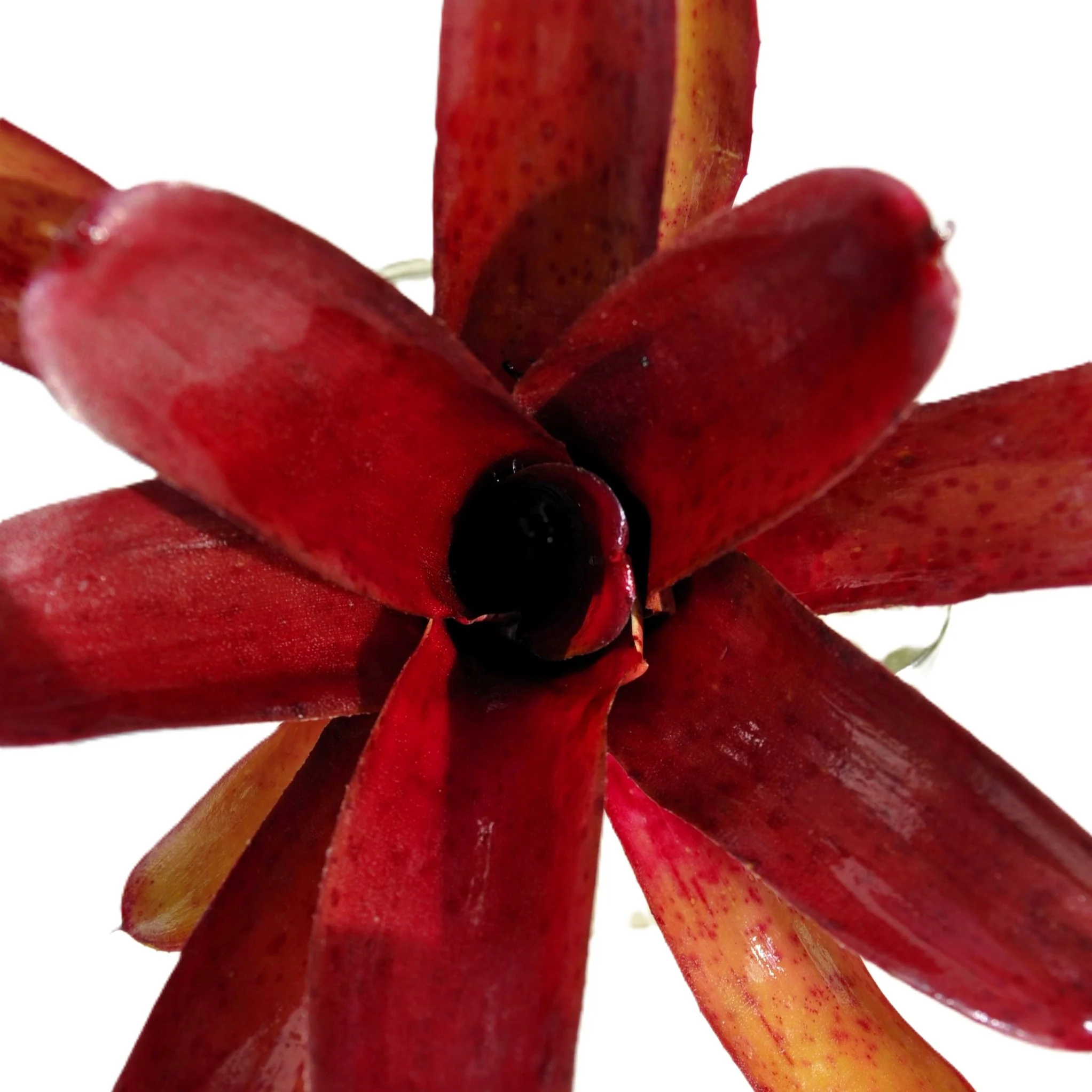 Neoregelia 'amazon', Bromelia Ornamental, Curiosarium, Altura 10 Cm, Diámetro 10 Cm, Sin Sustrato - Image 4