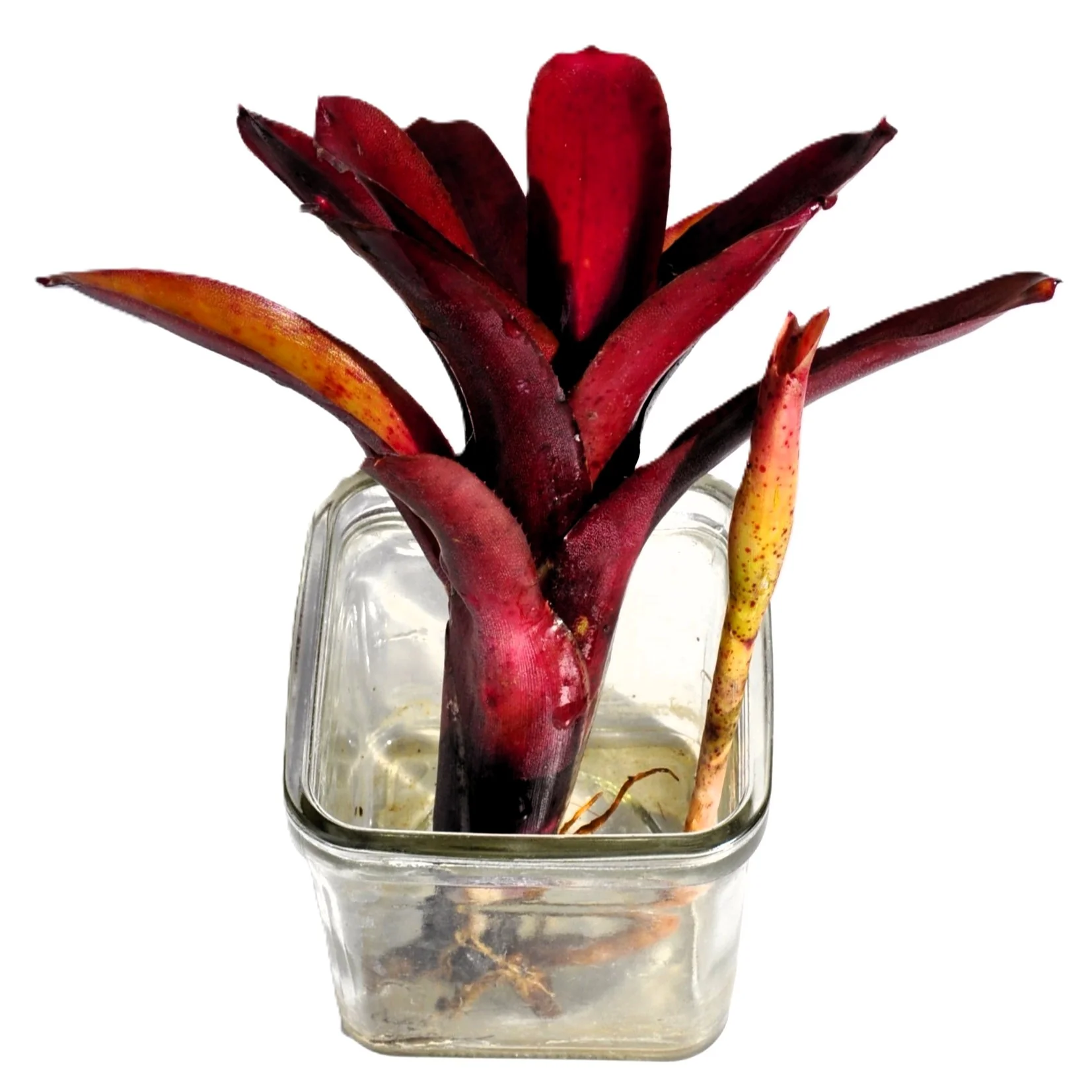 Neoregelia 'amazon', Bromelia Ornamental, Curiosarium, Altura 10 Cm, Diámetro 10 Cm, Sin Sustrato - Image 5