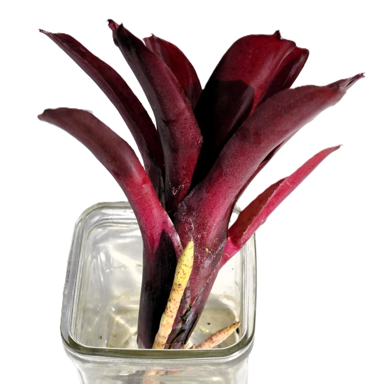 Neoregelia 'amazon', Bromelia Ornamental, Curiosarium, Altura 10 Cm, Diámetro 10 Cm, Sin Sustrato - Image 6