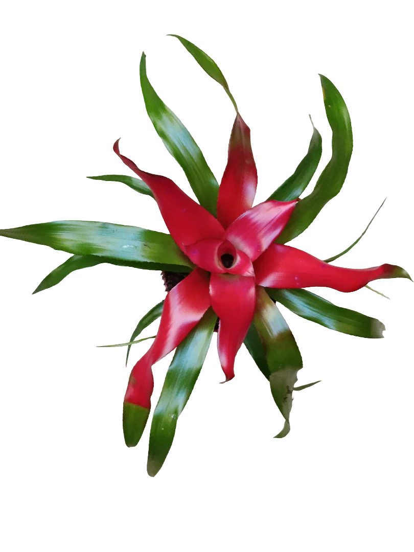 Neoregelia Carolinae Planta Bromelia Ø9 Muy Resistente