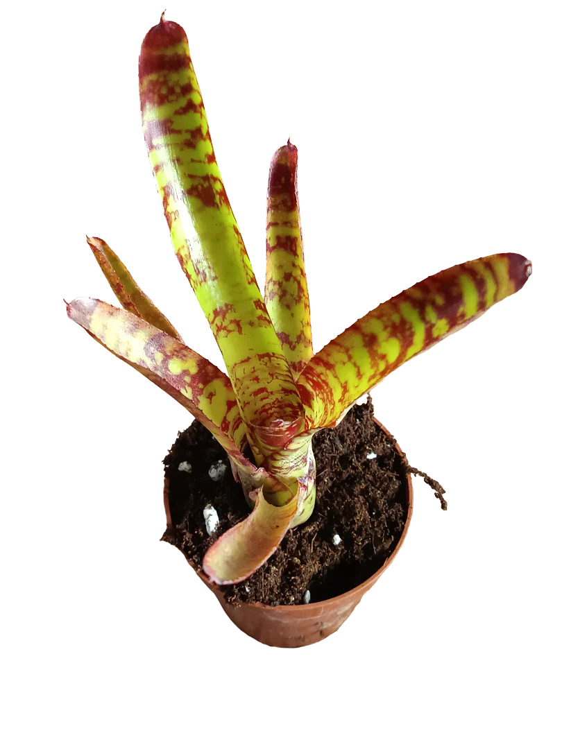 Neoregelia Guacamole Planta Bromelia De Interior 15 Cms