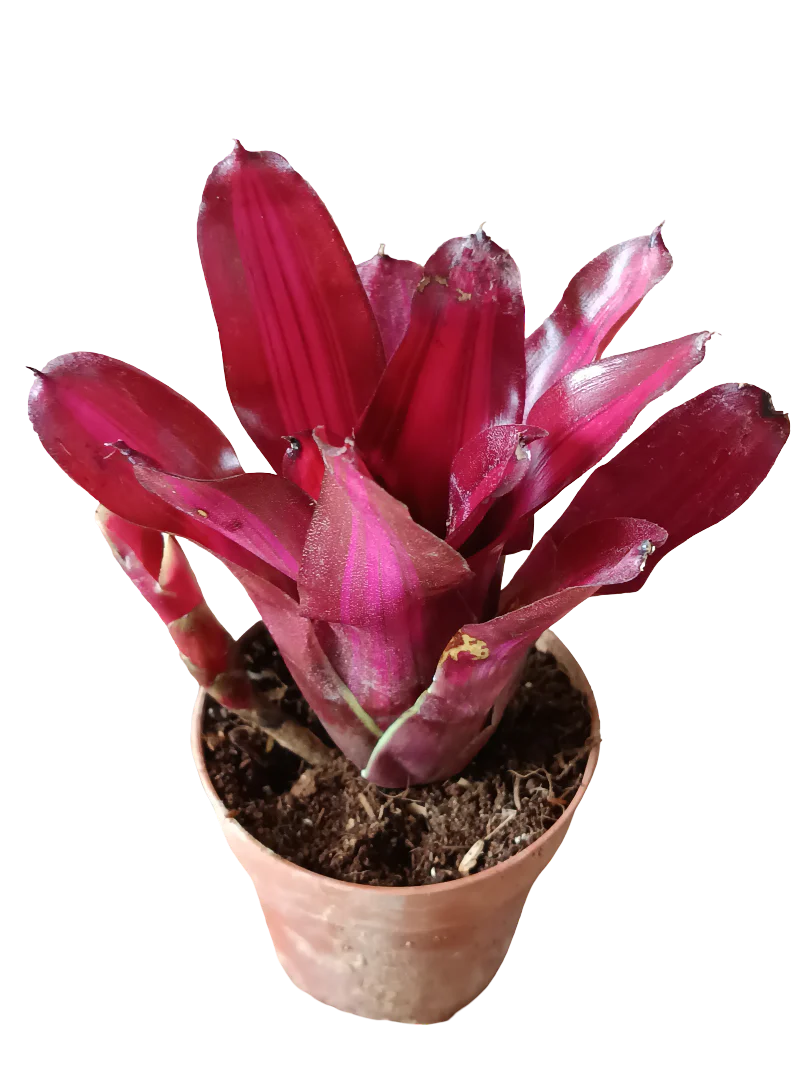 Neoregelia Iris Planta Bromelia De Interior Espectacular