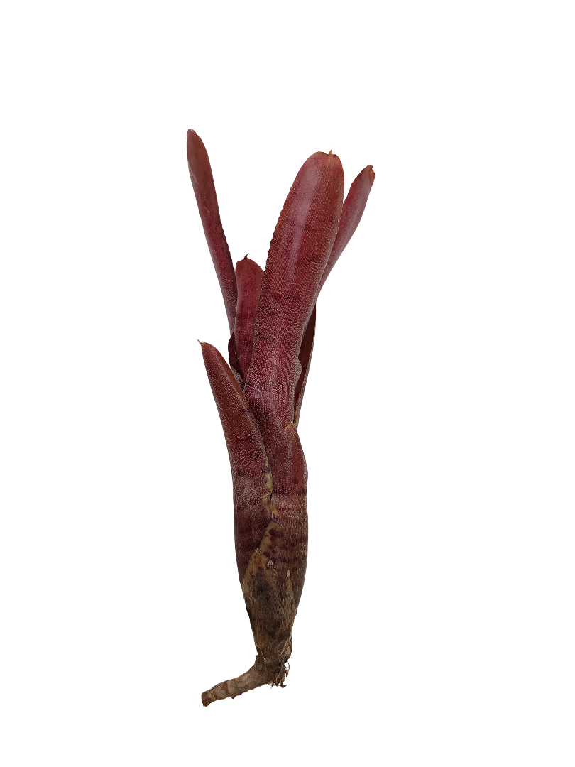 Neoregelia Punctatissima Rubra Hybrida Planta De Interior Y Terrario