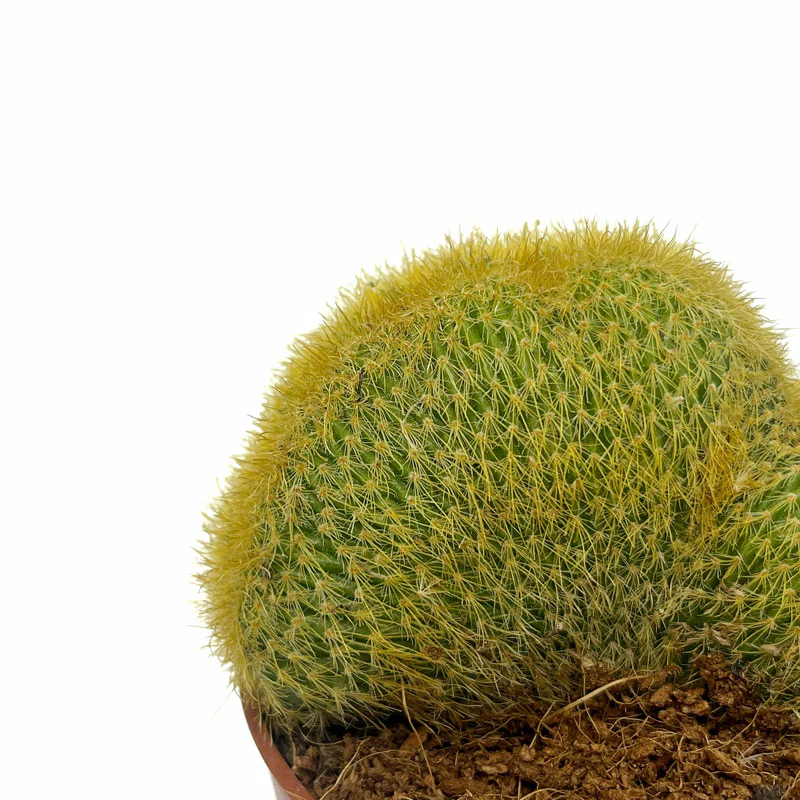 Notocactus Leninghausii Cristata Cactus Y Suculentas M8,5 cm Ø - Image 3