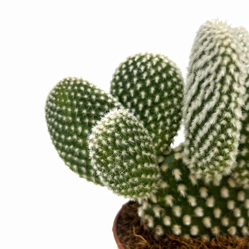 Opuntia Microdasys Var. Albispina Cactus Y Suculentas M8,5 cm Ø - Image 3