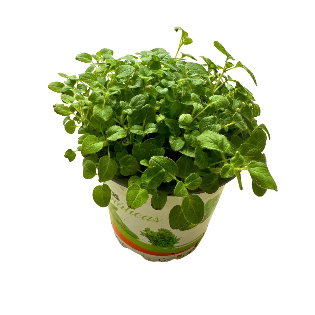 Orégano Planta Aromática Y Medicinal (origanum Vulgare)