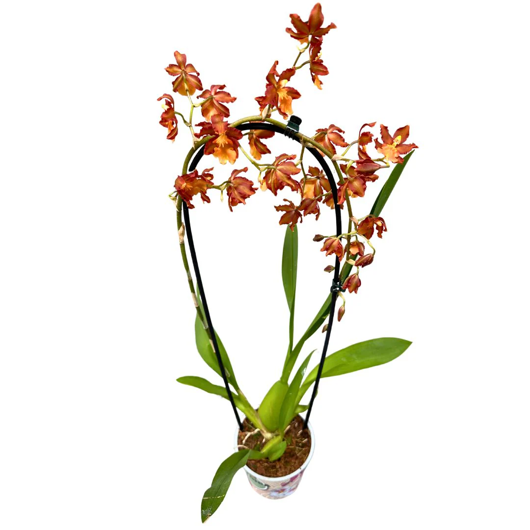 Orquídea Cambria Arco La Versión Más Exótica De Esta Preciosa Flor