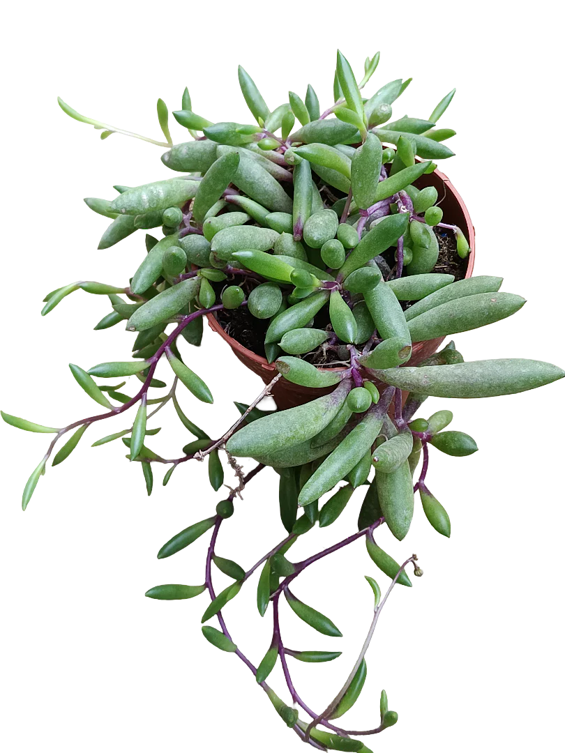 Ottona Capensis Ruby Necklace Planta Suculenta Colgante Ø8