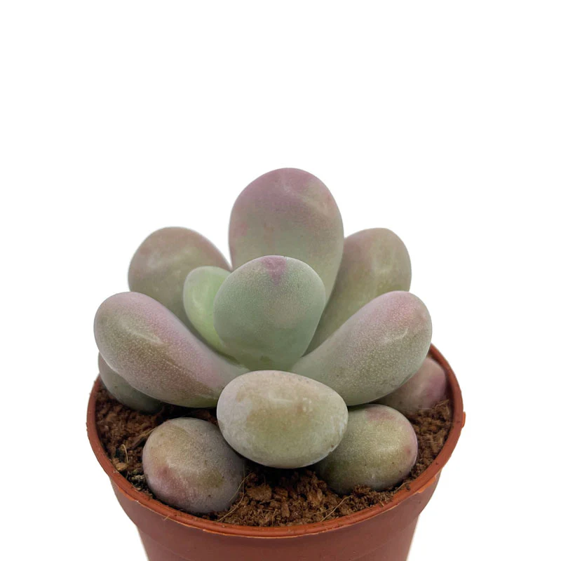 Pachyphytum Oviferum Cactus Y Suculentas M5,5 cm Ø