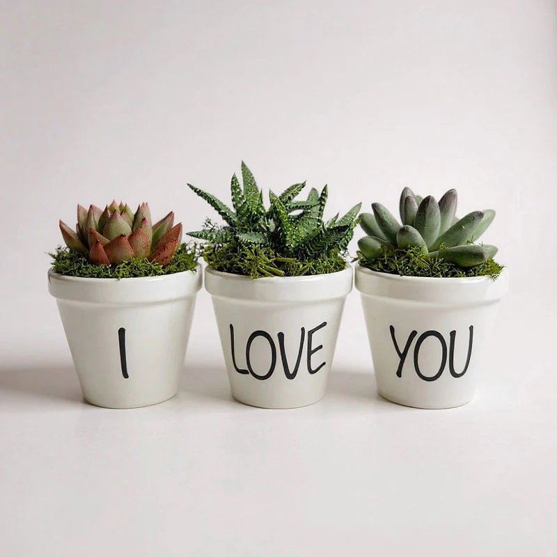 Pack de 3 Suculentas Naturales en Maceta Blanca - Regalo Sostenible y Decoración Viva