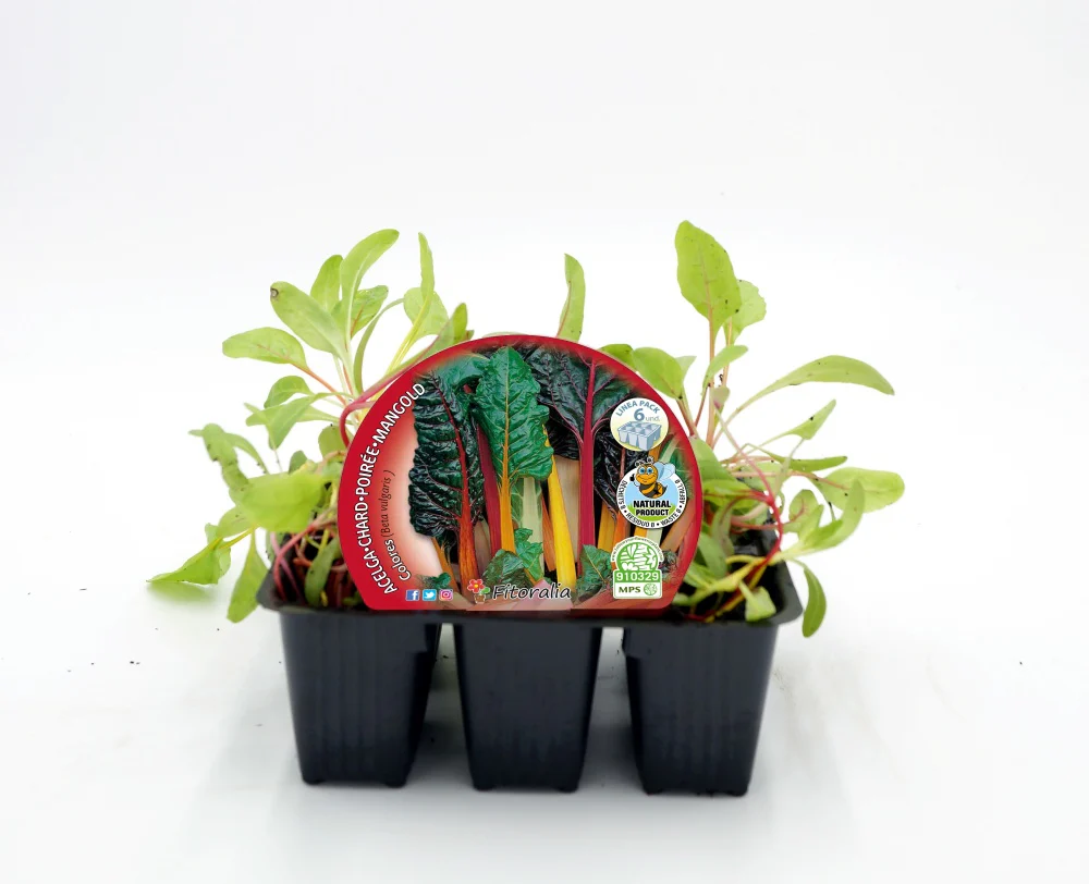 Pack Plantones Acelga Colores 6 Ud. Natural - Fitoralia
