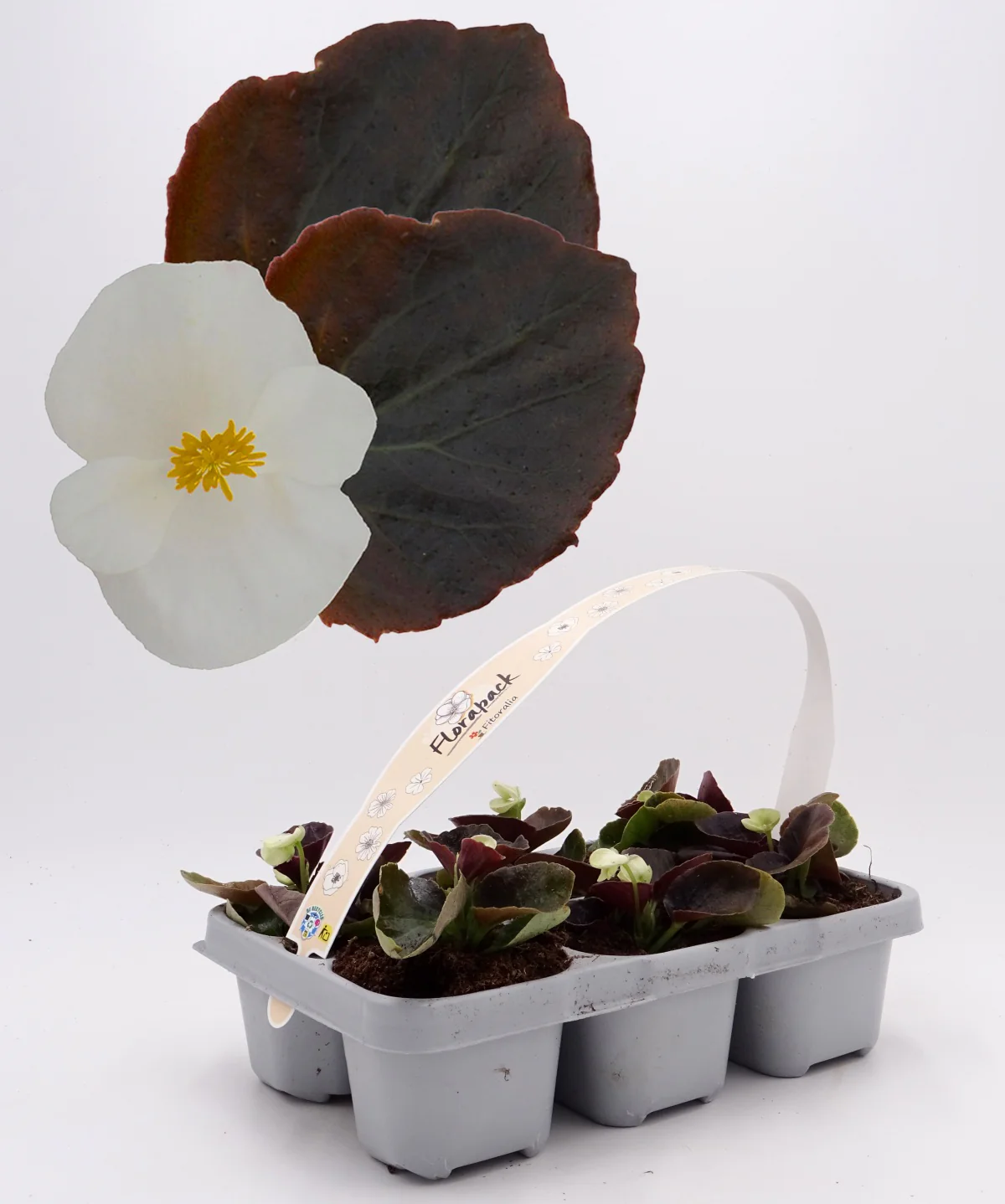 Pack Plantones Begonia Hoja Morada Flor Blanca 6 Ud. Natural - Fitoralia
