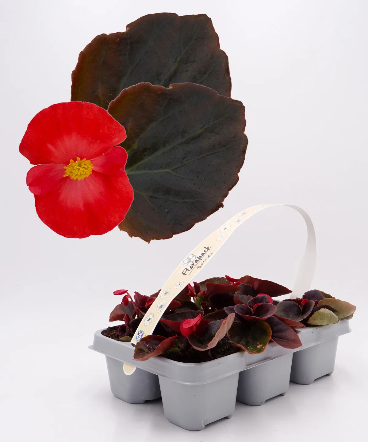 Pack Plantones Begonia Hoja Morada Flor Roja 6 Ud. Natural - Fitoralia