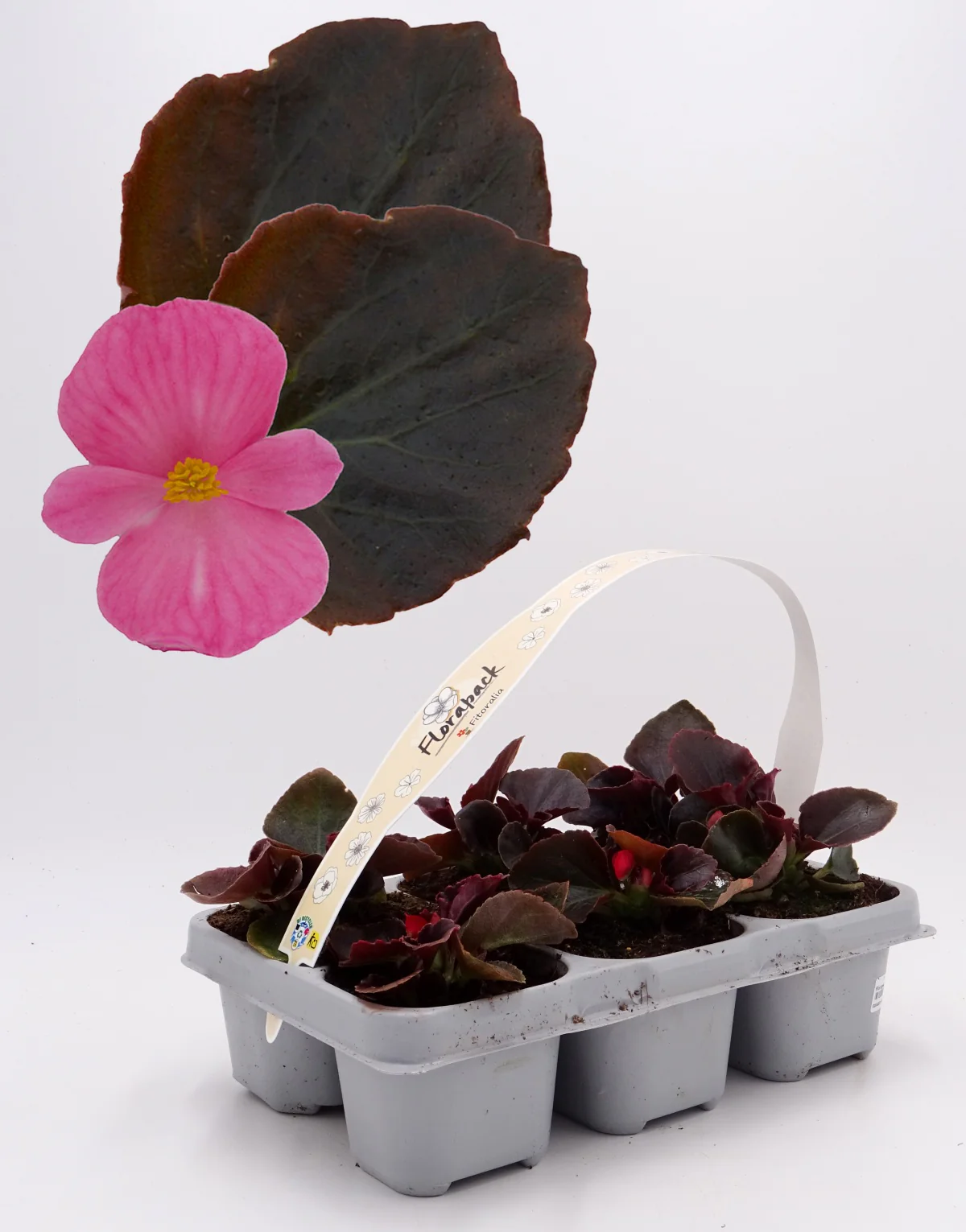 Pack Plantones Begonia Hoja Morada Flor Rosa 6 Ud. Natural - Fitoralia