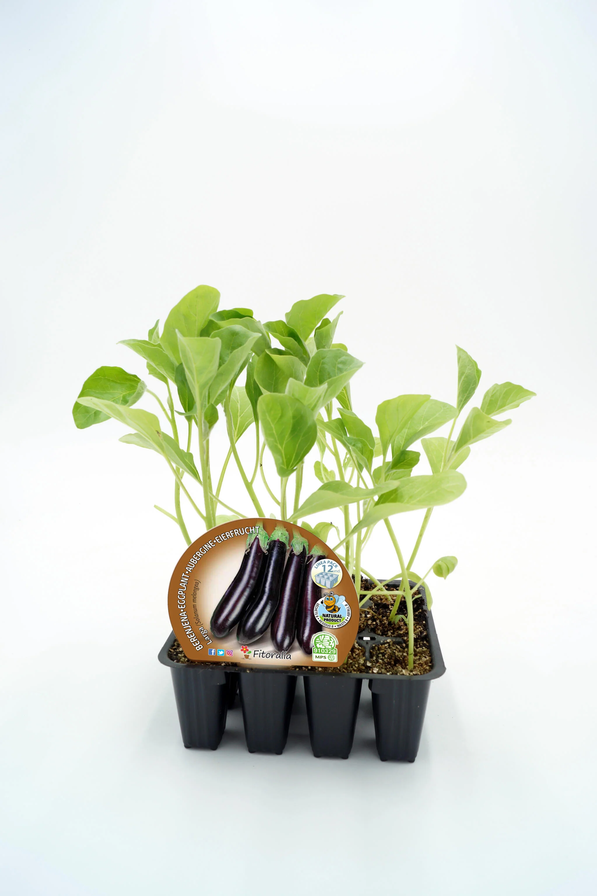 Pack Plantones Berenjena Negra 12 Ud. Natural - Fitoralia