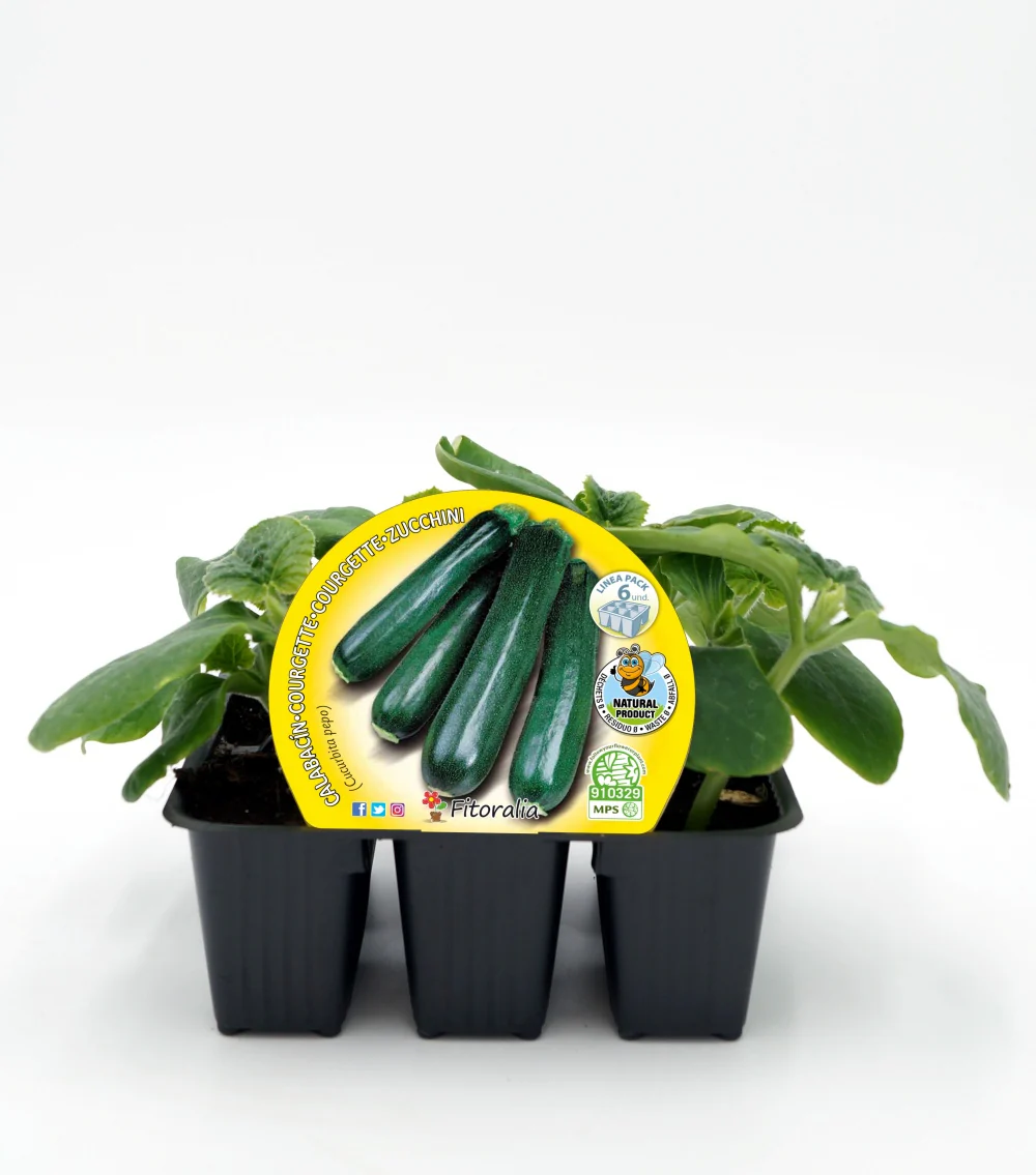 Pack Plantones Calabacín 6 Ud. Natural - Fitoralia