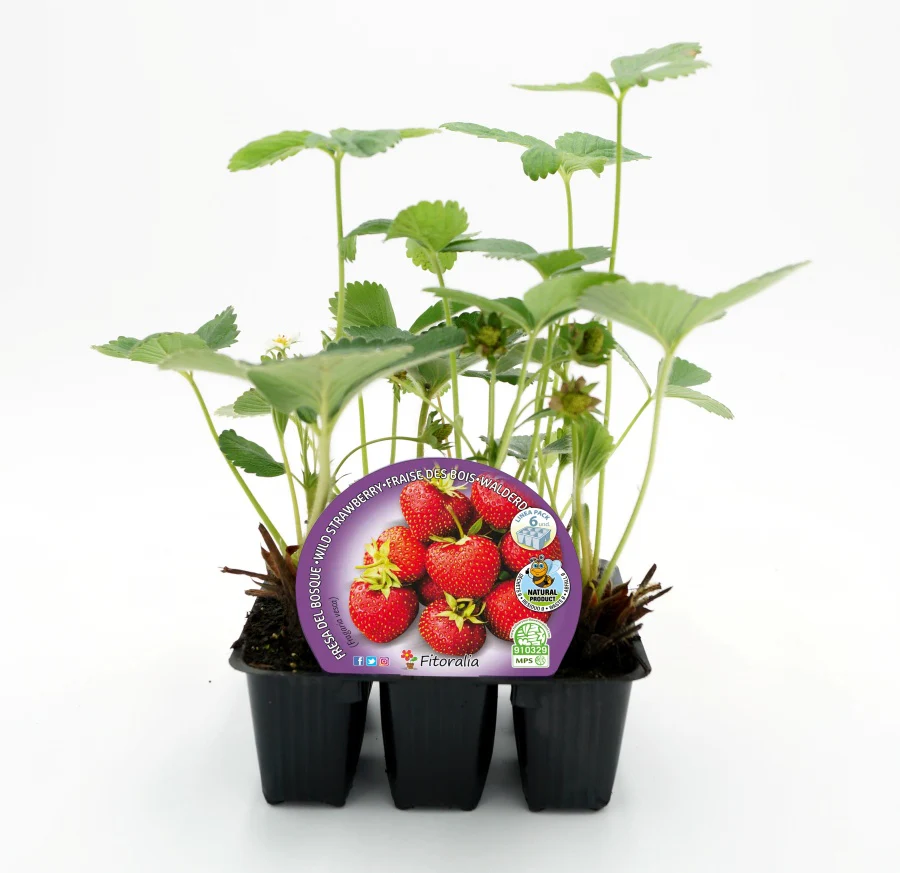 Pack Plantones Fresa De Bosque 6 Ud. Natural - Fitoralia