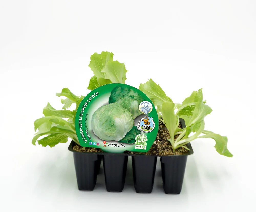 Pack Plantones Lechuga Iceberg 12 Ud. Natural - Fitoralia