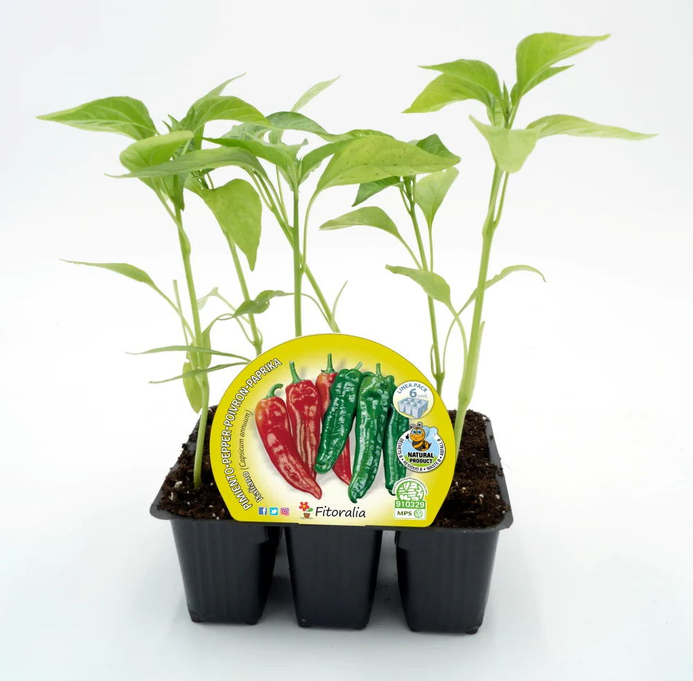 Pack Plantones Pimiento Italiano Dulce 6 Ud. Natural - Fitoralia