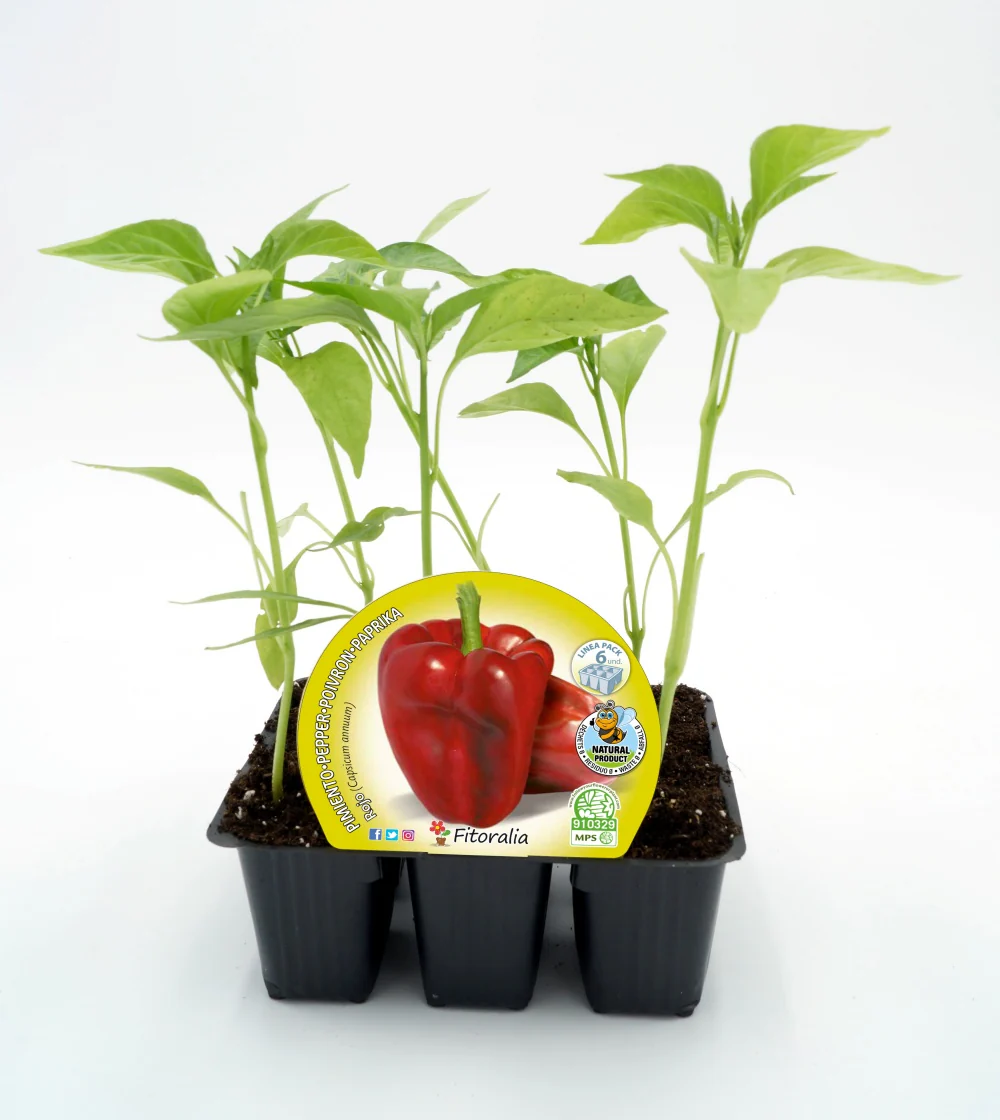 Pack Plantones Pimiento Rojo 6 Ud. Natural - Fitoralia