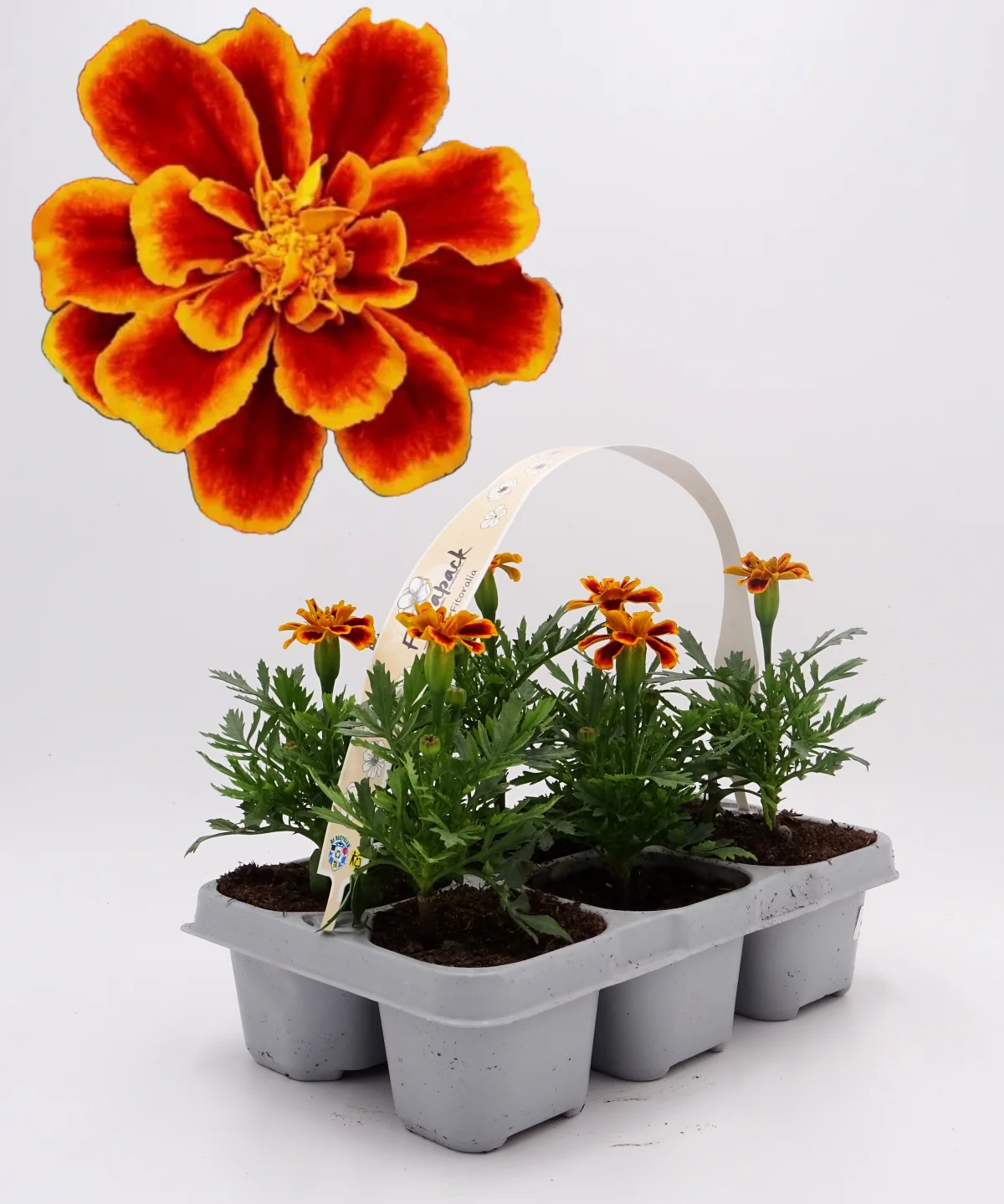Pack Plantones Tagete Llama 6 Ud. Natural - Fitoralia