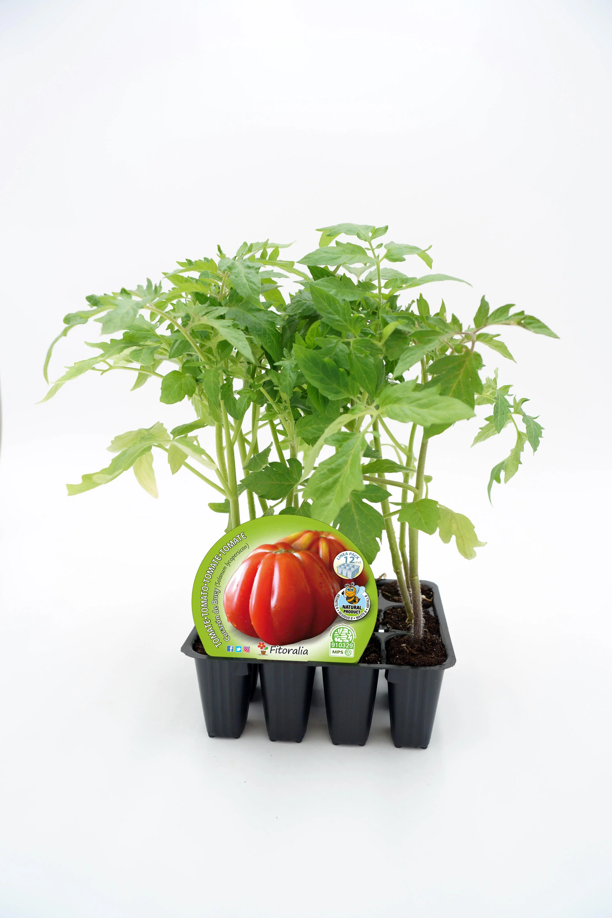 Pack Plantones Tomate Corazón De Buey 12 Ud. Natural - Fitoralia