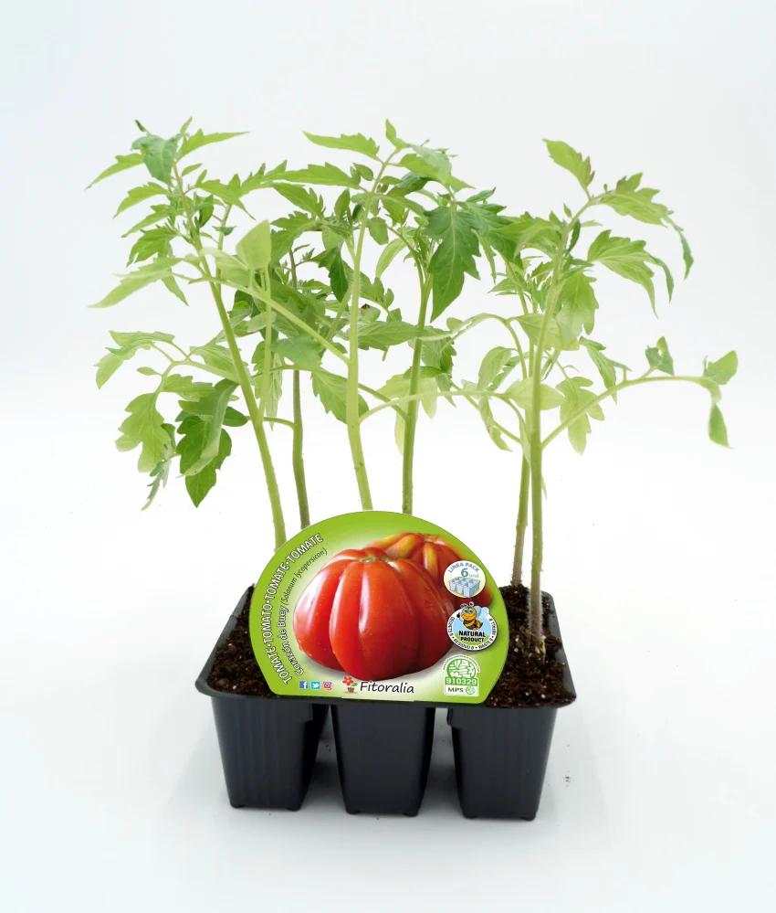 Pack Plantones Tomate Corazon De Buey 6 Ud. Natural - Fitoralia