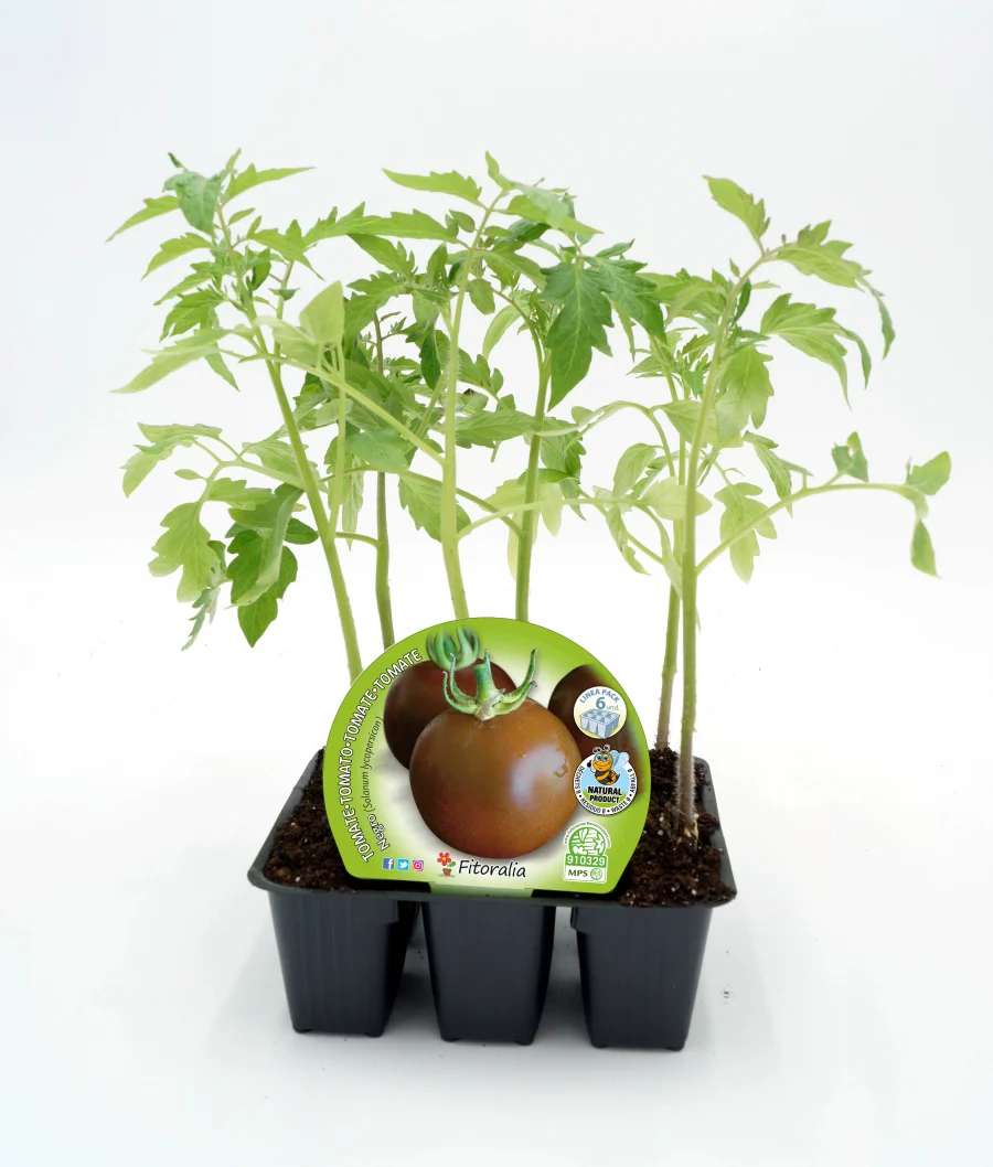 Pack Plantones Tomate Negro 6 Ud. Natural - Fitoralia