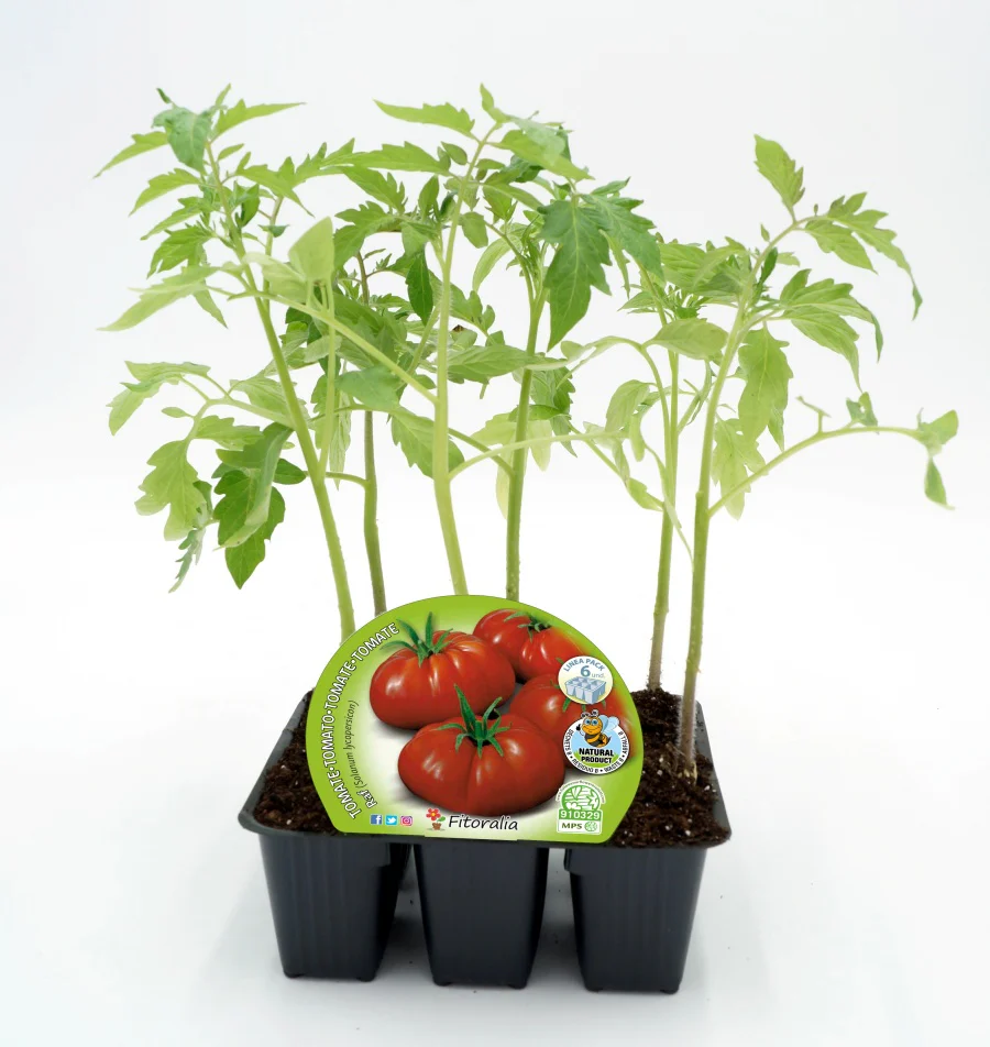Pack Plantones Tomate Raf 6 Ud. Natural - Fitoralia