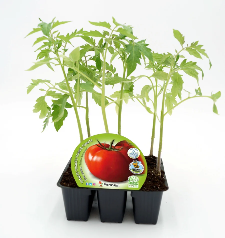 Pack Plantones Tomate Tres Cantos 6 Ud. Natural - Fitoralia