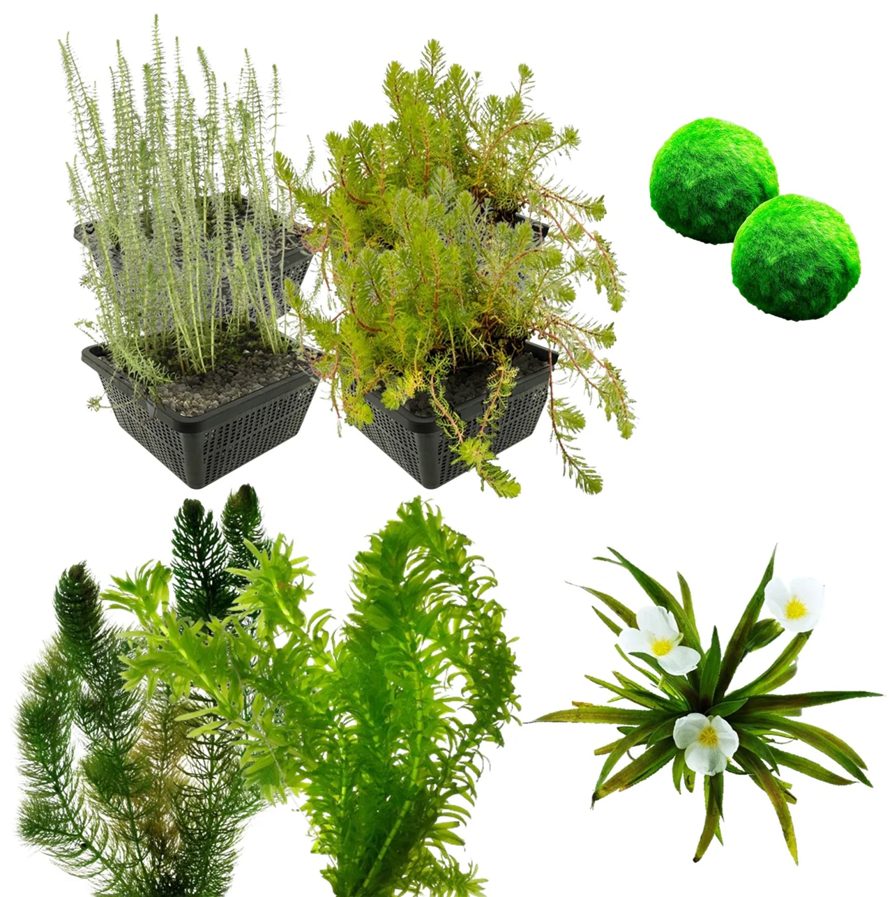 Paquete De Plantas Oxigenantes 3500-6000 L - Contra Las Algas