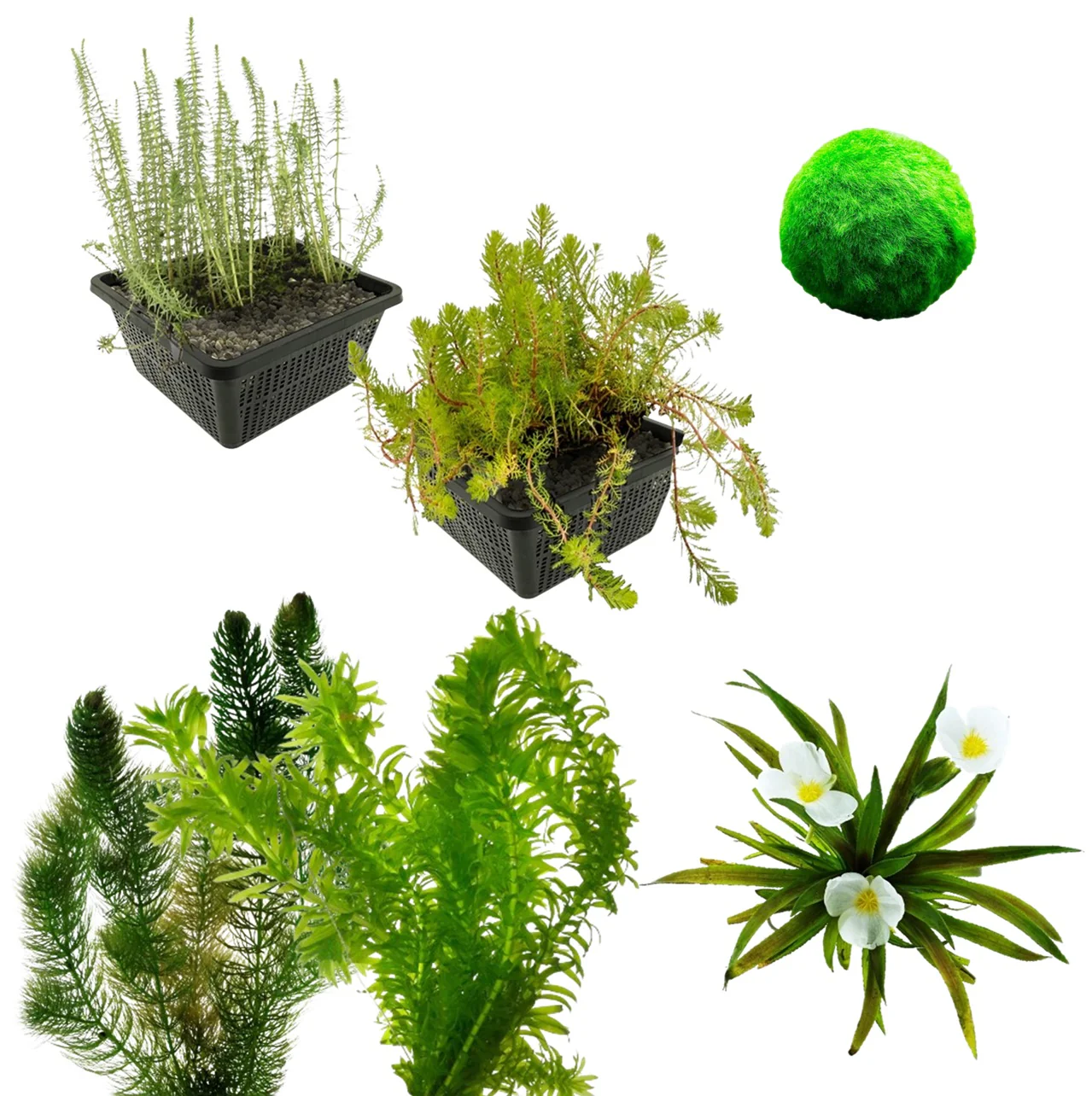 Paquete De Plantas Oxigenantes Para Acuarios De 1500-3000 L - Contra Las Algas