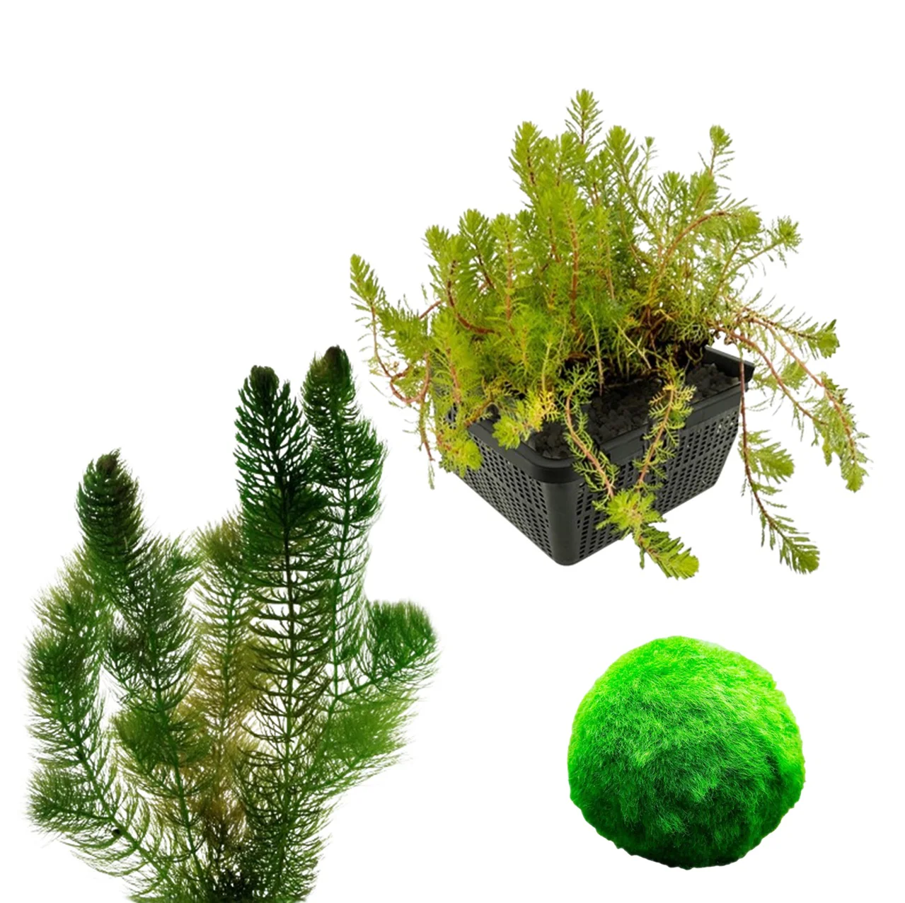 Paquete De Plantas Oxigenantes Para Estanques De 100-400 L - Contra Las Algas