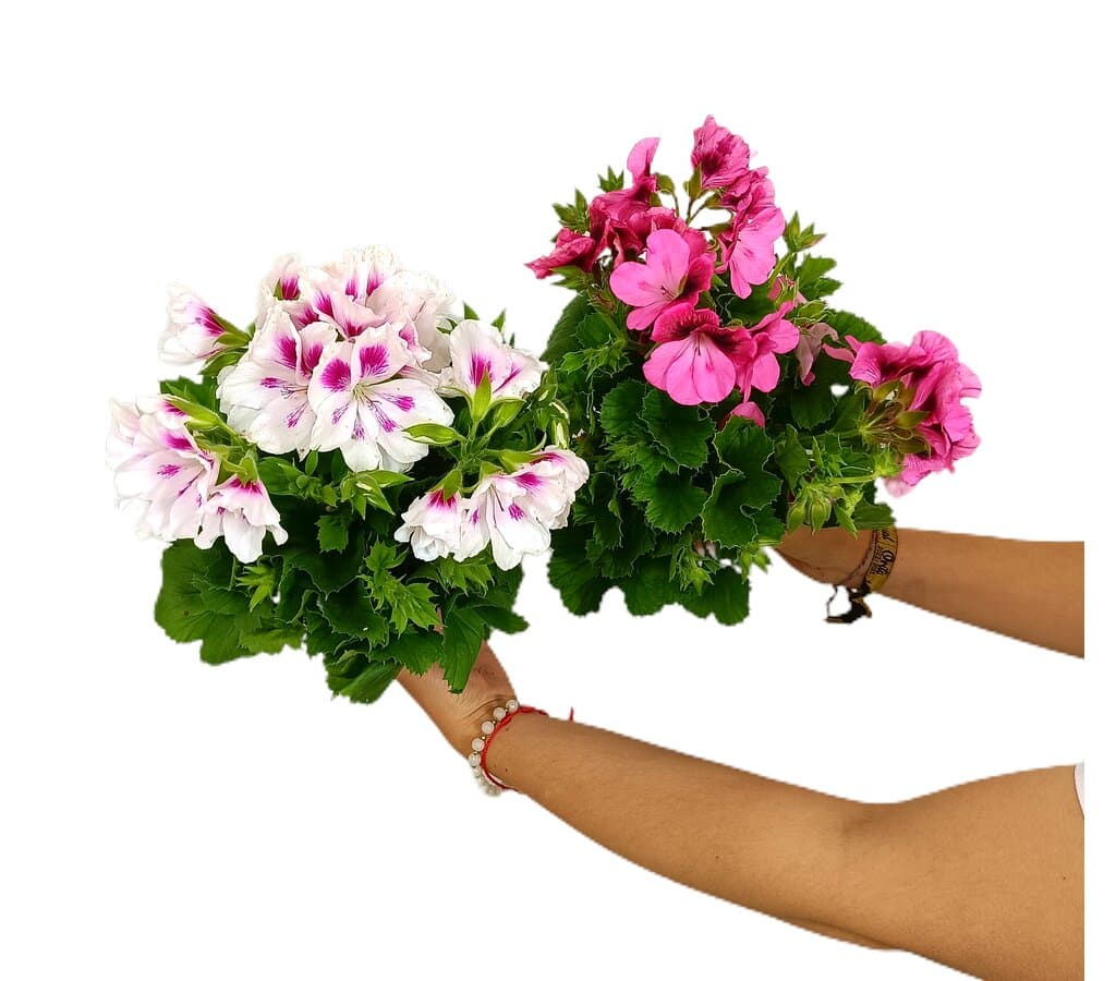 Pelargonium Grandiflorum M12