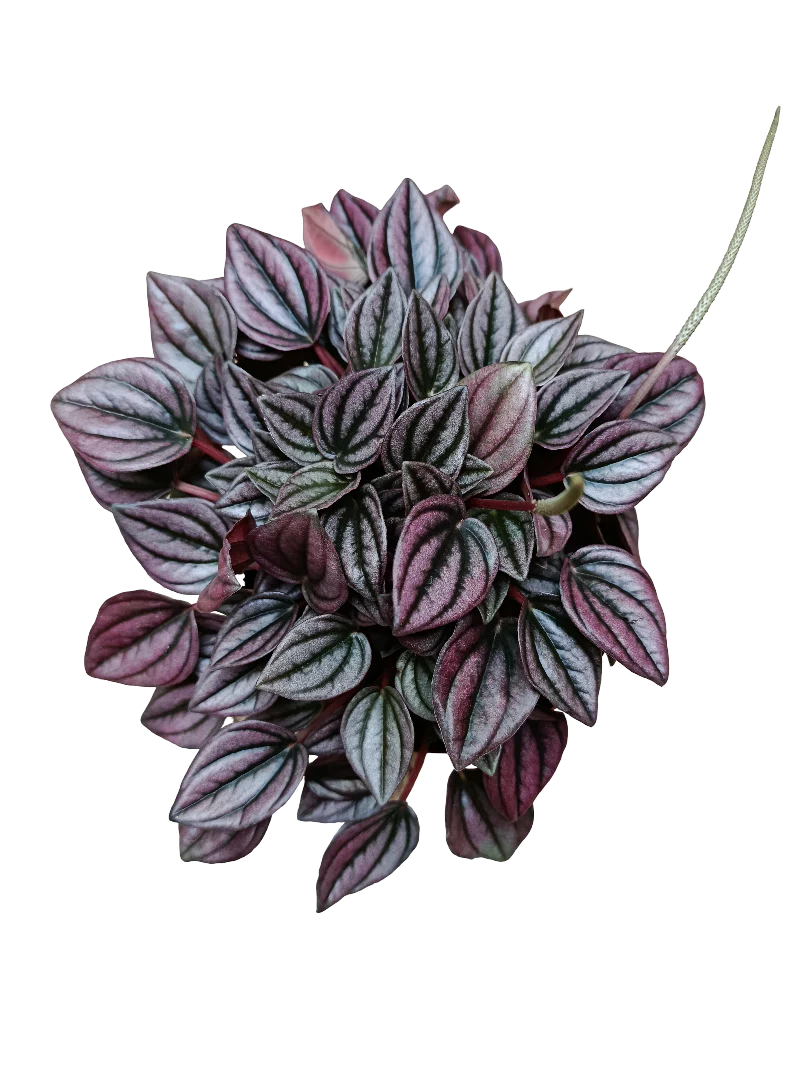 Peperomia Caperata Cayenne Planta De Interior Ø12 Con Hojas Rojas