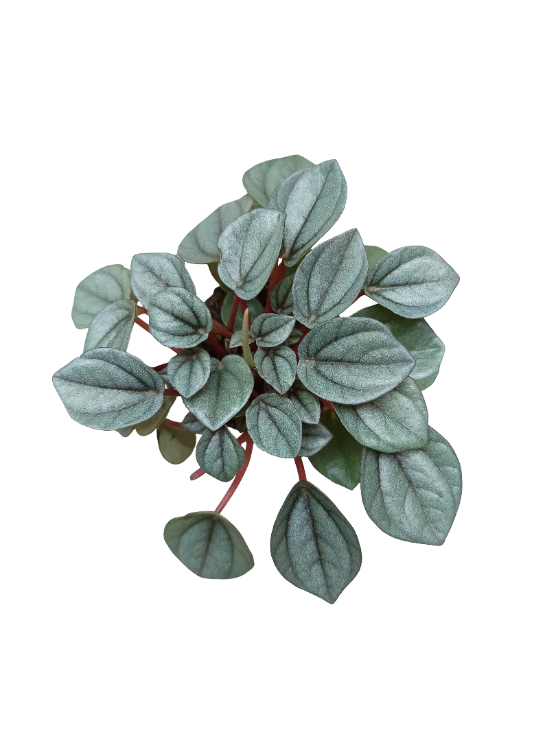 Peperomia Napoli Planta De Interior Ø5