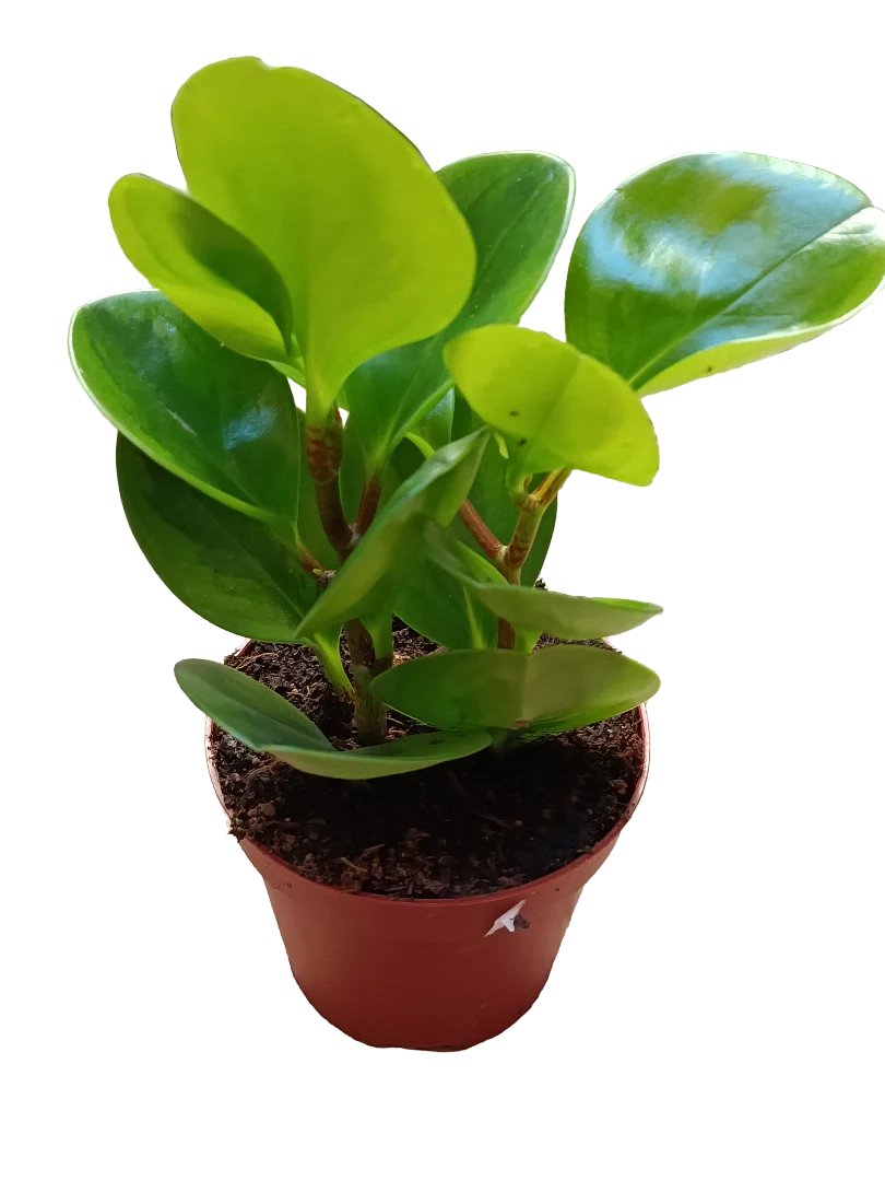 Peperomia Obtipan Planta De Interior Ø8