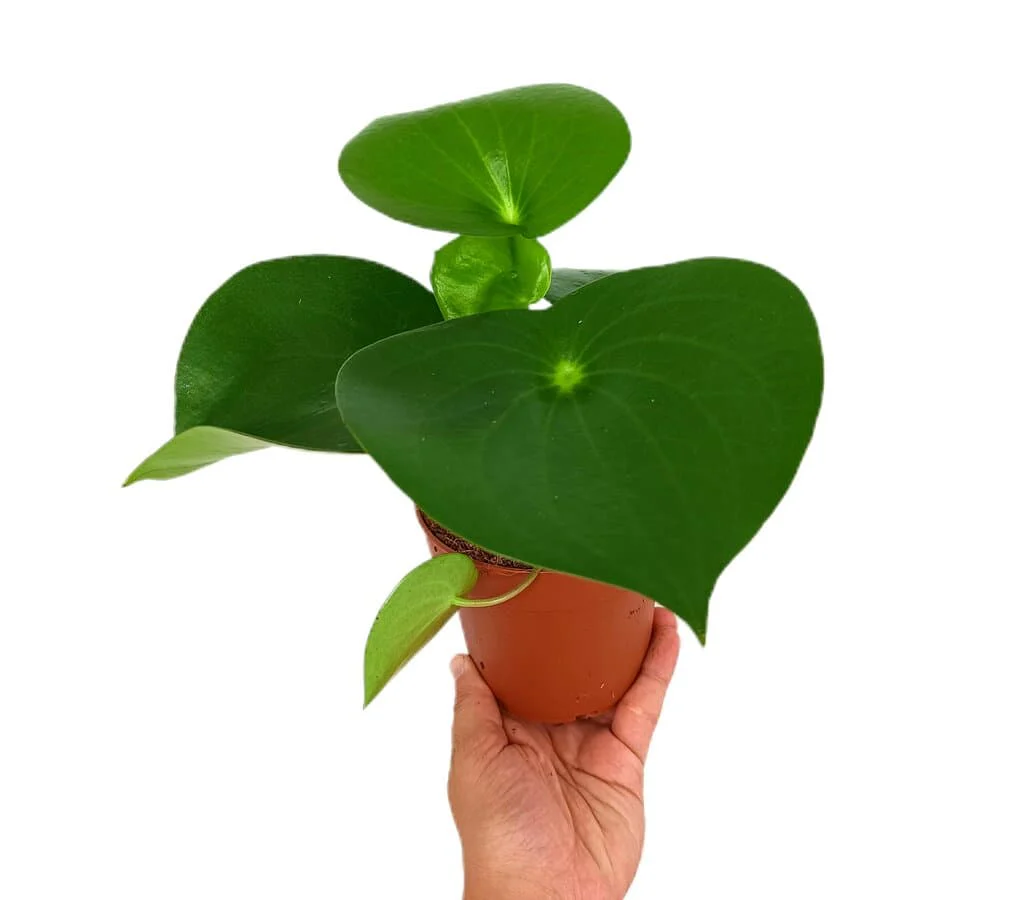 Peperomia Raindrop M12