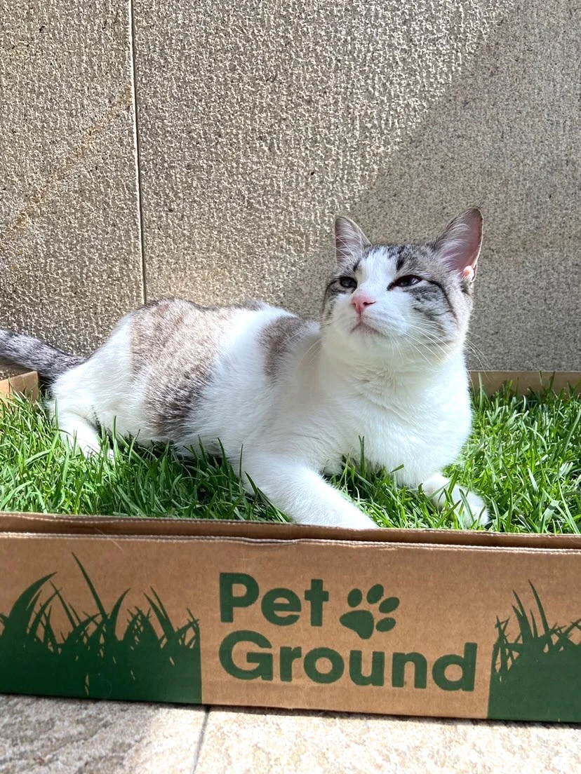 Petground, Arenero Para Gatos, Cama De Césped Natural, Hierba Gatera, Alfombra Olfativa S: 62 X 40 Cm - Image 6