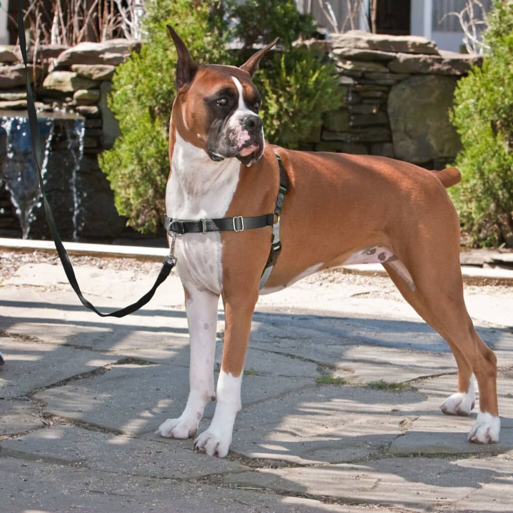 Petsafe Arnés Para Perros Easy Walk Negro M - Image 2