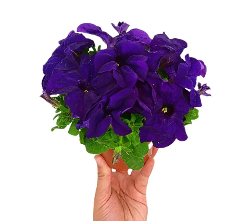 Petunia Grandiflora M11