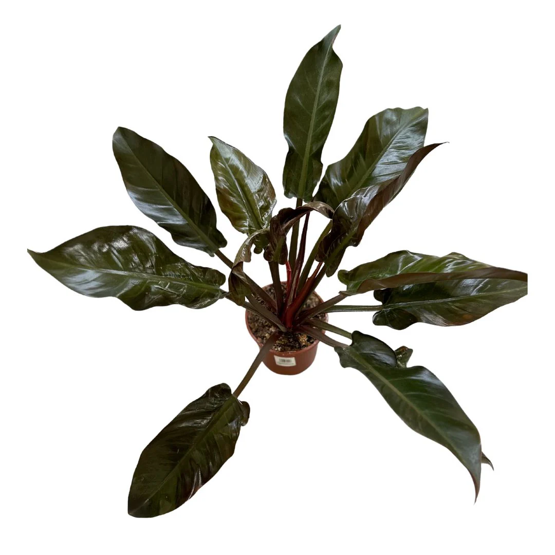 Philodendron Imperial Red Planta De Interior M14 Maceta 14cm