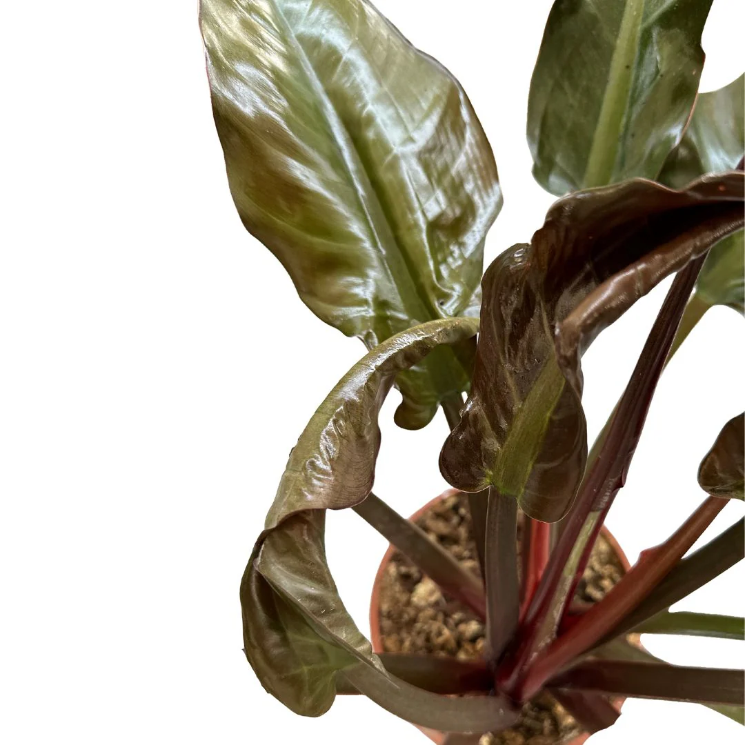 Philodendron Imperial Red Planta De Interior M14 Maceta 14cm - Image 2