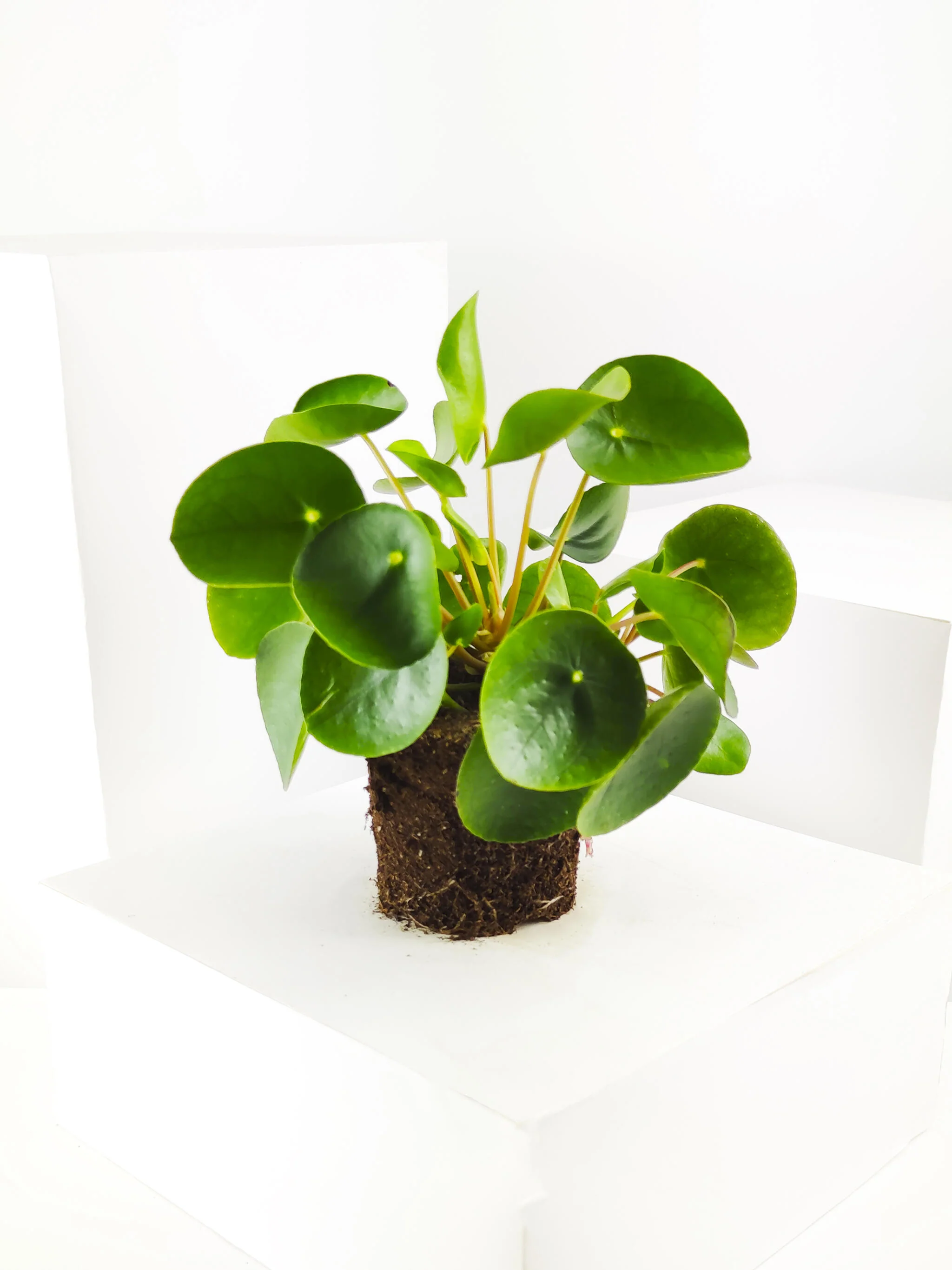 Pilea Peperomioides | Altura 25cm - Maceta 12cm - Image 5