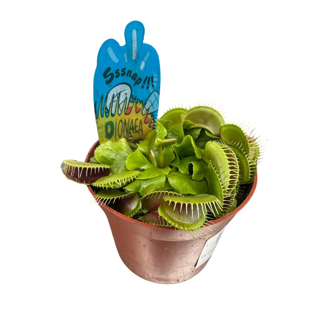 Planta Carnívora Dionaea